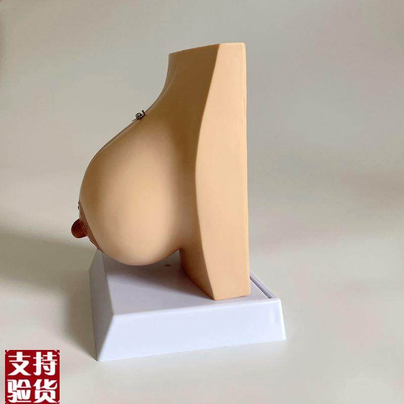 乳房解剖模型哺乳期产后月子护理催乳师技K校培训病理乳模妇科子,淘宝优惠券,粉丝福利购,淘宝优惠卷