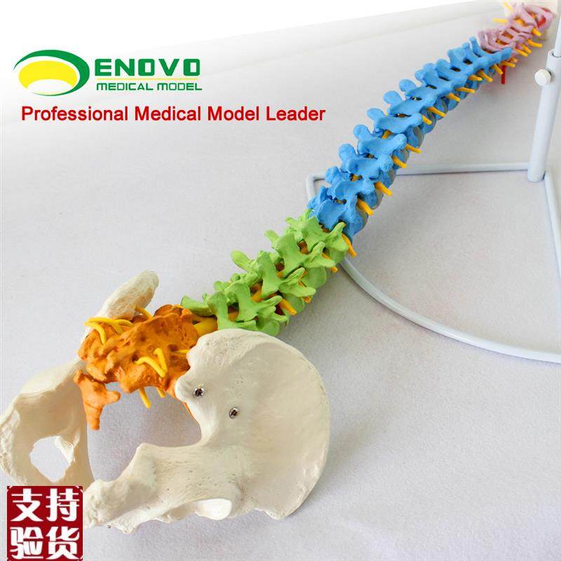 ENOVO颐诺医k学人体教学脊柱模型正骨手法练习脊椎脊柱骨骼模型中,淘宝优惠券,粉丝福利购,淘宝优惠卷