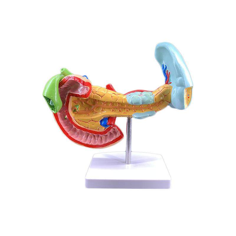 病变胰脾肝胆十二指肠模型病y理标本胰脾肝胆人体器官解剖教学模,淘宝优惠券,粉丝福利购,淘宝优惠卷