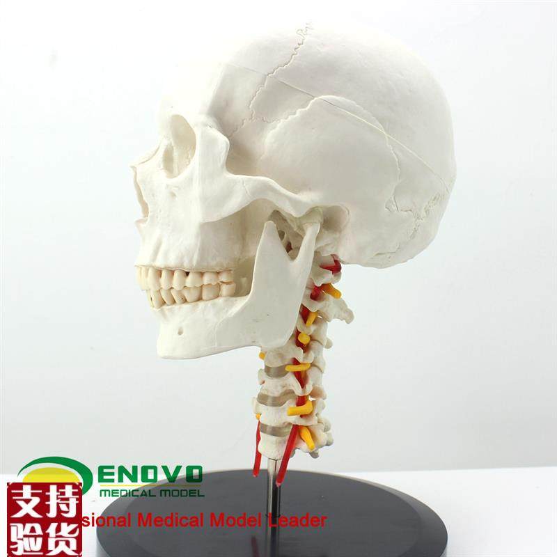 ENOVO颐诺人体头骨颅骨带颈椎模G型头骨模型颈动脉颈椎模型枕骨,淘宝优惠券,粉丝福利购,淘宝优惠卷