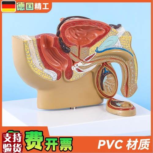 德国】男性盆腔前列腺泌尿生w殖系统睾丸切面解剖模型男科计生展 - 图0