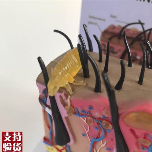 狗皮肤解剖模型犬科真皮宠物病态皮肤教具S兽医教学动物模型 - 图2