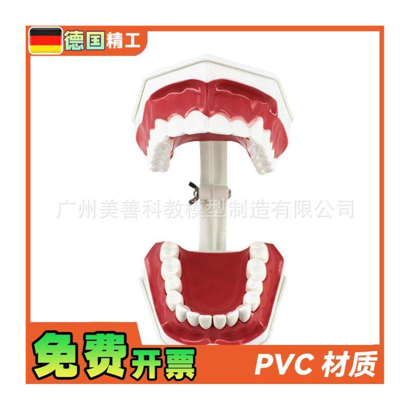 牙保健模型2倍口腔护理刷牙指导教学仪器牙O列牙齿儿童刷牙教具 - 图2