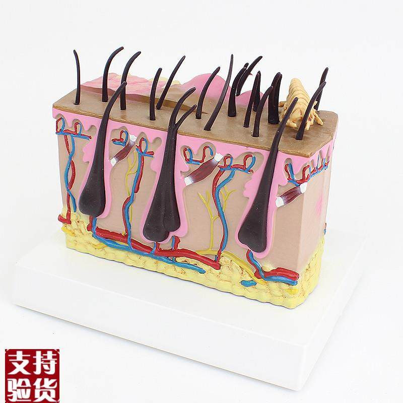 ENOVO颐诺狗k皮肤模型犬跳蚤咬伤犬皮肤宠物狗皮肤解剖模型犬皮,淘宝优惠券,粉丝福利购,淘宝优惠卷