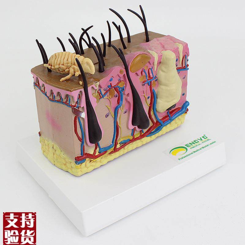 ENOVO颐诺狗k皮肤模型犬跳蚤咬伤犬皮肤宠物狗皮肤解剖模型犬皮,淘宝优惠券,粉丝福利购,淘宝优惠卷