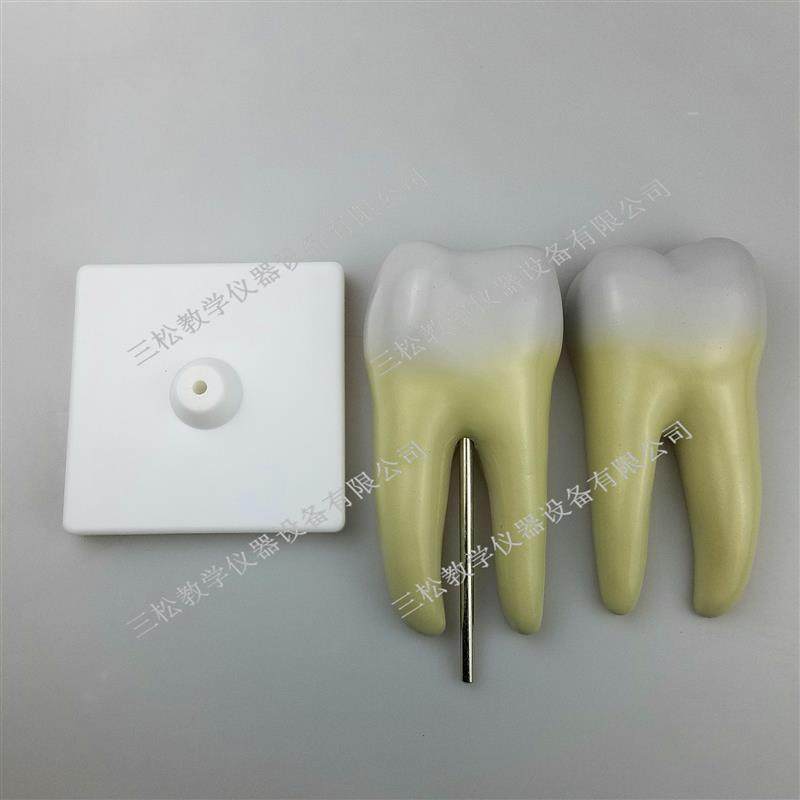 磨牙放大模型健康大牙结构幼儿园教具生物N口腔牙齿教学模具摆件,淘宝优惠券,粉丝福利购,淘宝优惠卷