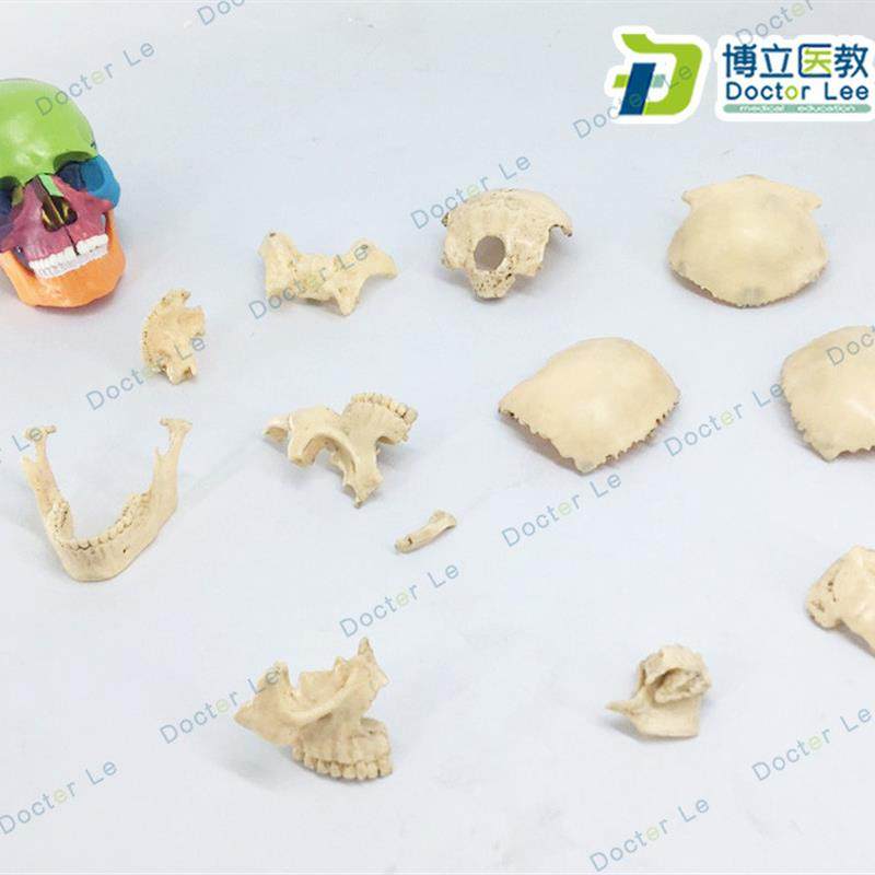 15部件头颅骨模型o彩色头骨模型医用牙科诊所教学用具可拆卸,淘宝优惠券,粉丝福利购,淘宝优惠卷