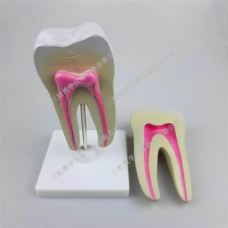 磨牙放大模型健康大牙结构幼儿园教具生物N口腔牙齿教学模具摆件,淘宝优惠券,粉丝福利购,淘宝优惠卷