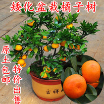 Tangerine Seedlings Potted Orange Saplings Granulated Sugar Orange Potted Fry The Year Results South Northern Planted Orange Trees Potted Plants