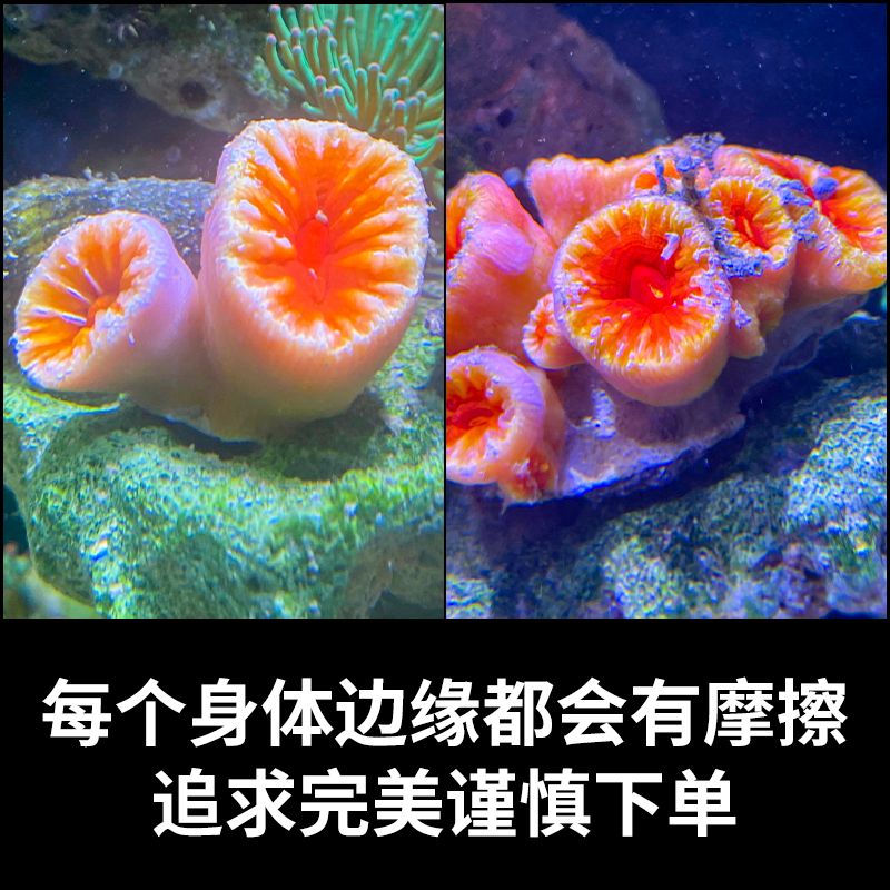 炮仗花太阳花海水软体活体珊瑚海缸造景lps珊瑚海缸生物皮实好养 - 图0