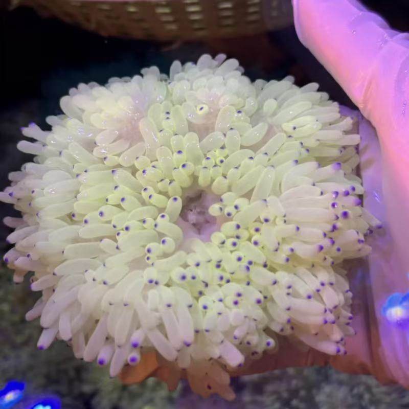 紫点白葵公主葵海水生物奶嘴海葵小丑葵红奶嘴海葵地毯海葵,淘宝优惠券,粉丝福利购,淘宝优惠卷