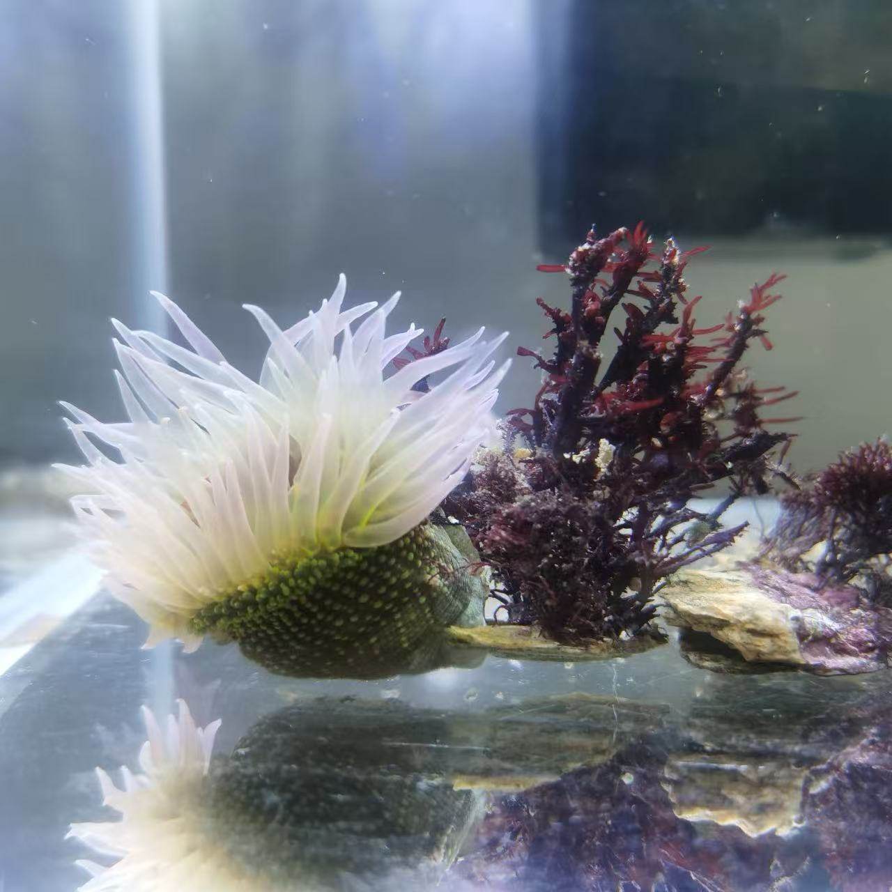 海葵绿疣活体小丑鱼海水生物造景海缸珊瑚海草软体观赏,淘宝优惠券,粉丝福利购,淘宝优惠卷