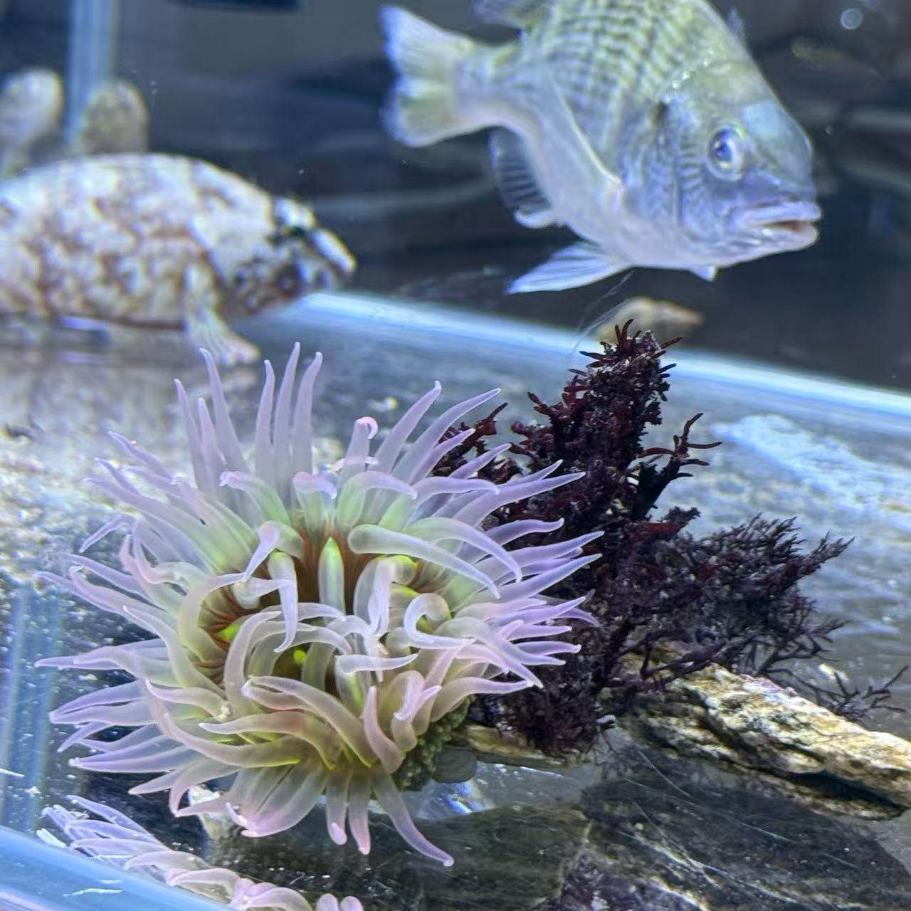 海葵绿疣活体小丑鱼海水生物造景海缸珊瑚海草软体观赏,淘宝优惠券,粉丝福利购,淘宝优惠卷