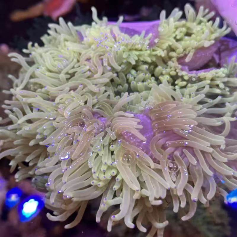 紫点白葵公主葵海水生物奶嘴海葵小丑葵红奶嘴海葵地毯海葵,淘宝优惠券,粉丝福利购,淘宝优惠卷