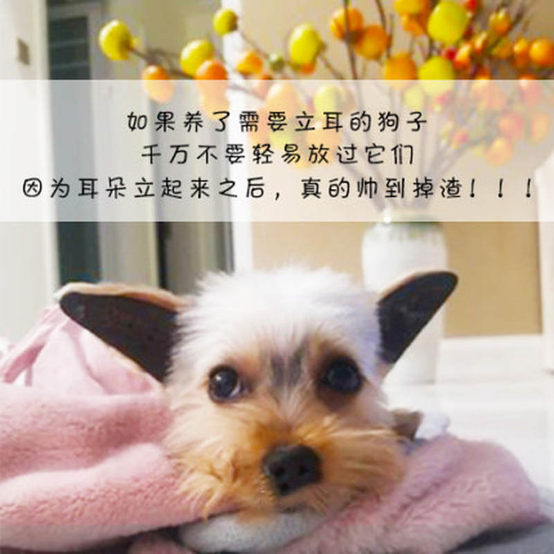 柯基鹿犬法牛吉娃娃狗狗立耳贴神器耳朵矫正器小型犬幼犬辅助器-图0