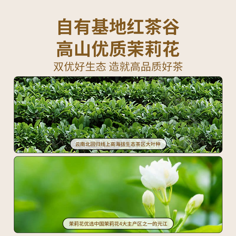 【品牌直营】澜沧古茶茶妈妈24年六六大顺茉莉红茶滇红茶散茶罐装 - 图0