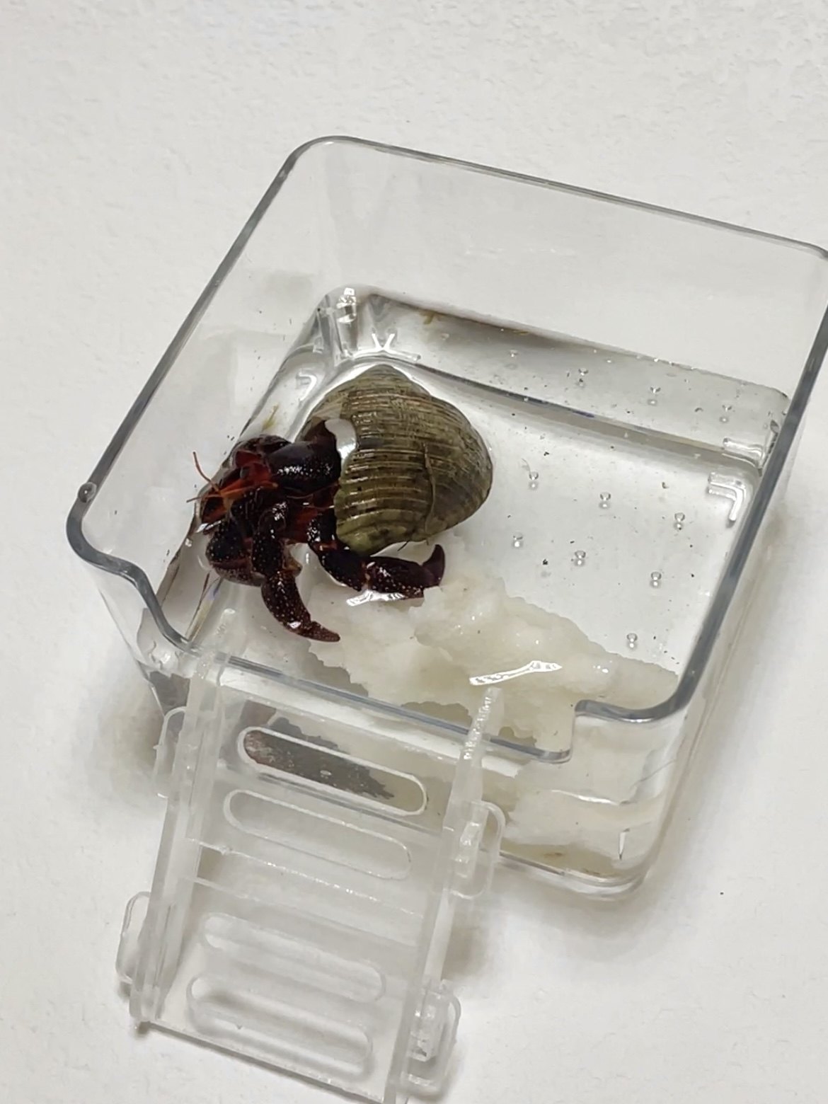 寄居蟹亚克力高透水盆大号小号泡澡盆浴缸方形鱼缸垫脚防溺水爬梯,淘宝优惠券,粉丝福利购,淘宝优惠卷