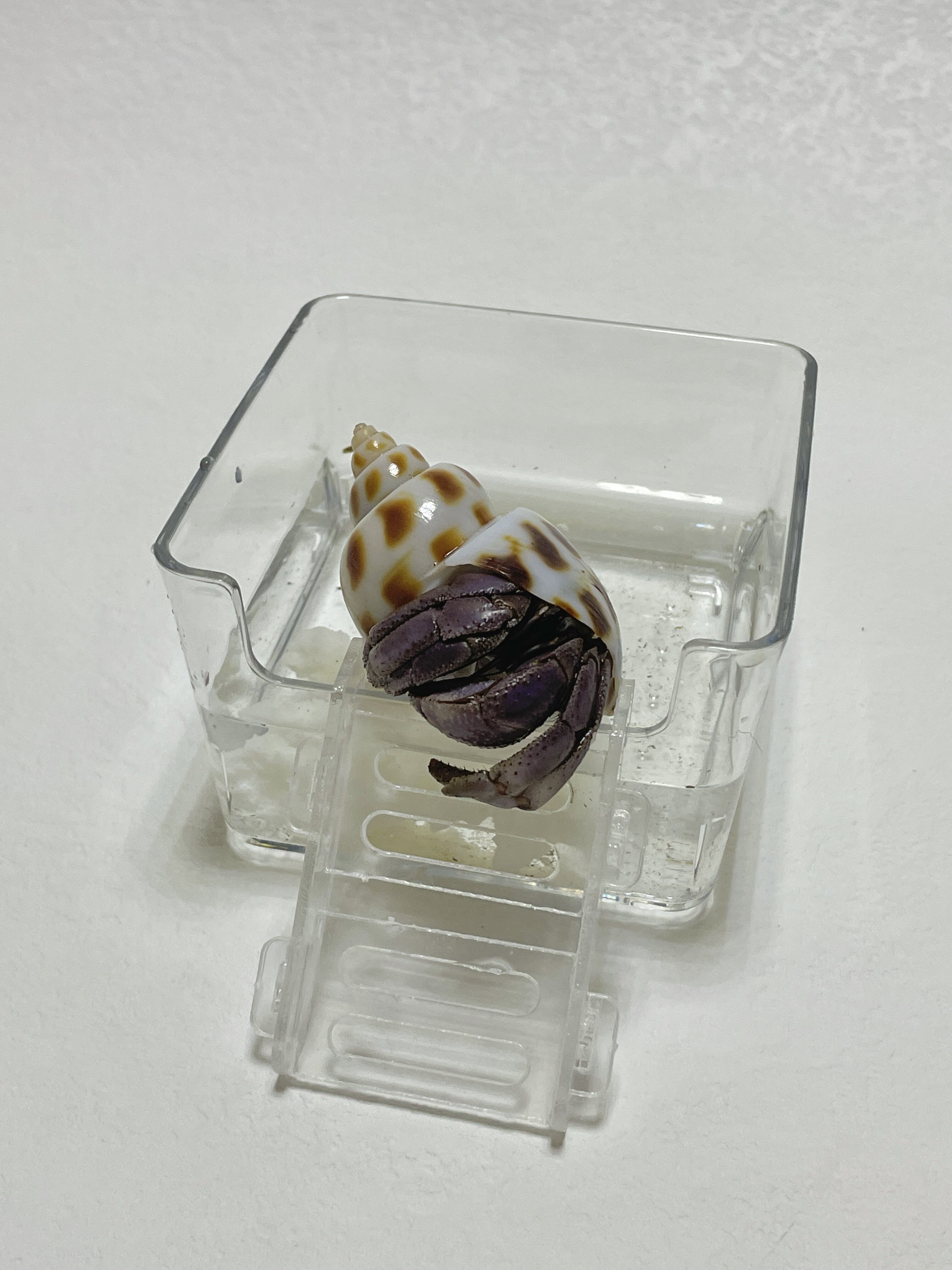 寄居蟹亚克力高透水盆大号小号泡澡盆浴缸方形鱼缸垫脚防溺水爬梯,淘宝优惠券,粉丝福利购,淘宝优惠卷