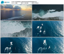 Whale group dolphin shark ocean avionics slapping ocean surface waves meritocratic wave video material