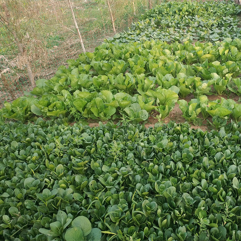 崇明农家青菜黑叶菜矮脚菜上海青小油菜新鲜蔬菜5斤装顺丰直达-图2