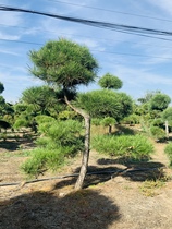 Black Pine Styling Tree Ground View Garden Plant Courtyard Villa area Changqing Landscape trees evergreen