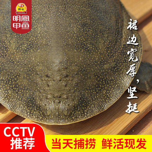 明凤马蹄甲鱼王八水鱼团鱼杭州湾生态放养形小劲猛活体母鳖450g - 图2