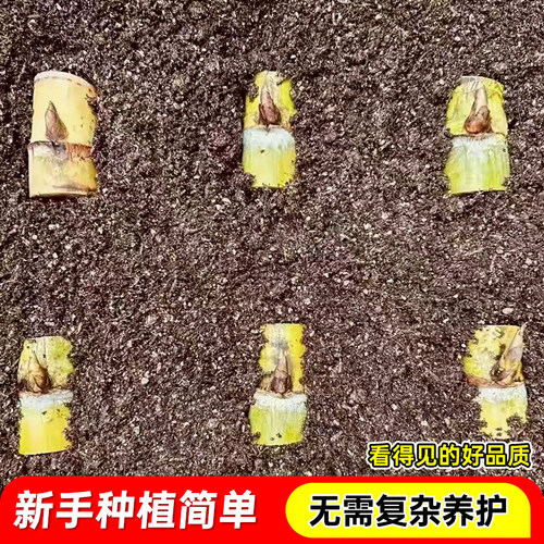 广西甘蔗种苗黄皮甘蔗种苗盆栽黄金甘蔗新鲜带芽发货黑皮甘蔗苗种 - 图2