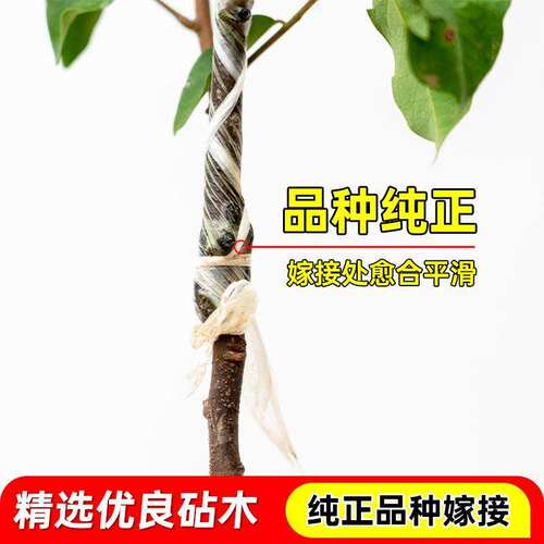 杨桃树果苗当年结果大苗带土带叶四季甜杨桃南方种植庭院盆栽地栽 - 图1