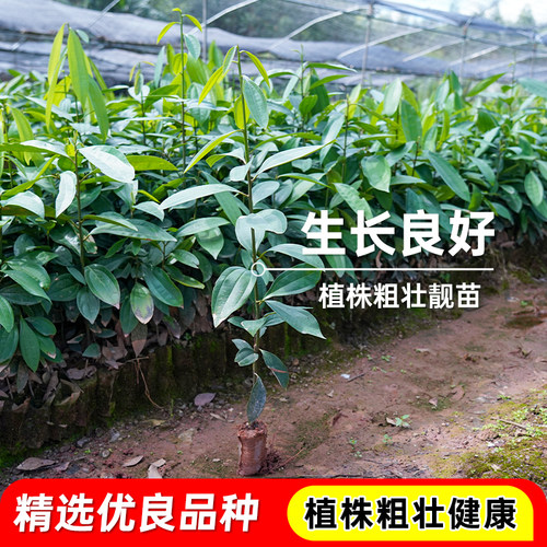 肉桂营养杯苗食用大料调味香料叶桂皮玉桂树南北方四季种植带土发 - 图1