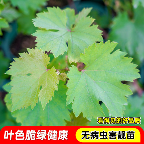 巨峰葡萄树苗果苗夏黑提子爬藤带土带叶无核南北方盆地栽当年结果 - 图2