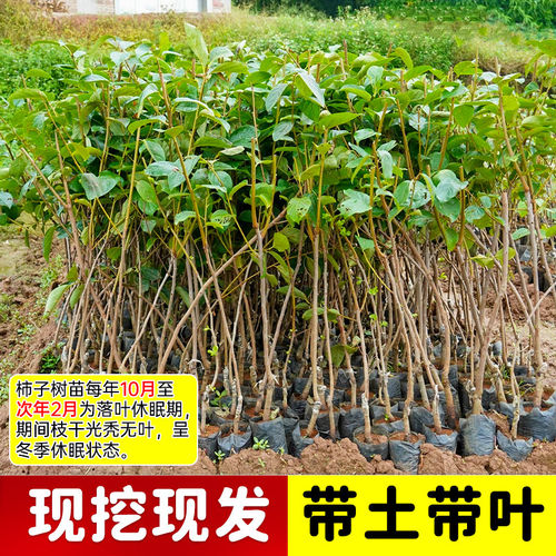 甜脆柿子树苗当年结果太秋嫁接冰糖心柿子果树苗南北种植甜柿子苗 - 图1