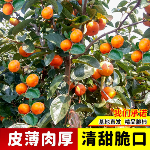 甜脆柿子树苗当年结果太秋嫁接冰糖心柿子果树苗南北种植甜柿子苗 - 图2