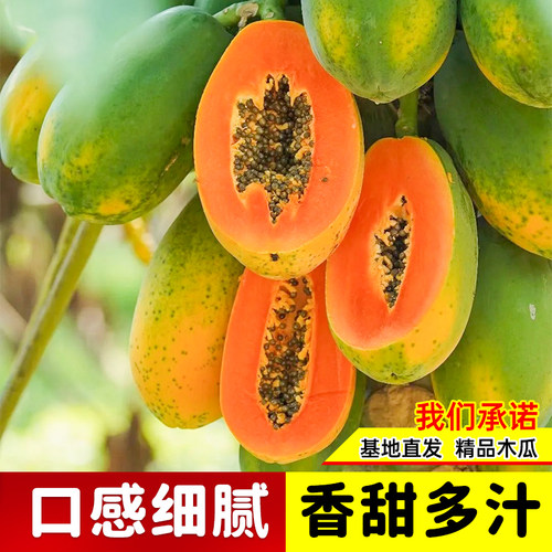 精品木瓜树苗矮化高产冰糖红心木瓜四季种植盆栽地栽庭院当年结果 - 图2