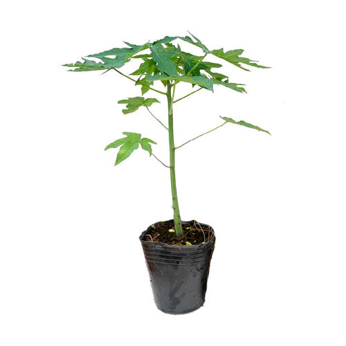 精品木瓜树苗矮化高产冰糖红心木瓜四季种植盆栽地栽庭院当年结果 - 图3