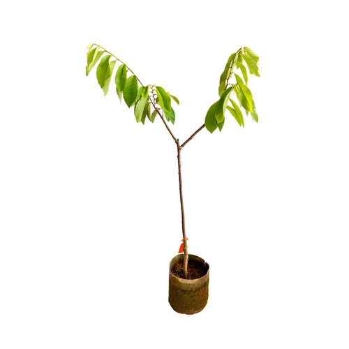 凤梨释迦果树苗嫁接榴莲甜水果苗树盆栽牛奶番荔枝果树苗四季种植 - 图3