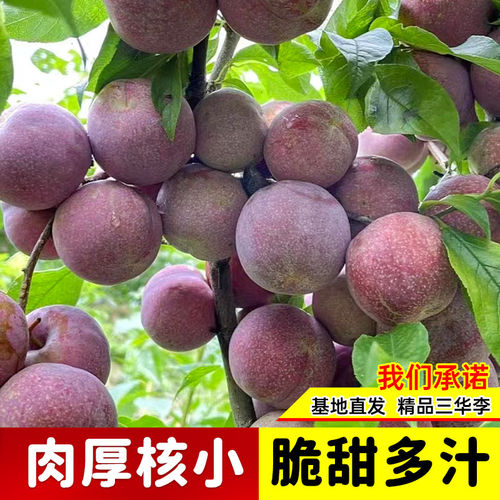钱排银妃三华李子苗嫁接苗早晚熟三华李子树苗当年结果南北方种植 - 图2