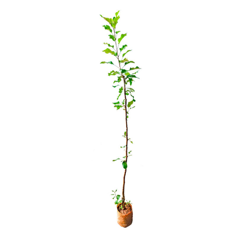 正宗苹果树苗当年结果盆栽地栽庭院南方北方种植高产大果带土带叶