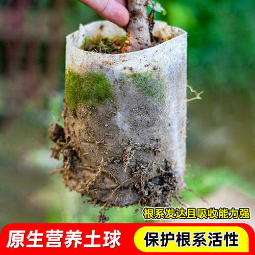 嫁接黄桃树苗当年结果桃子果树果苗南北方四季种植超甜大果黄桃苗 - 图0