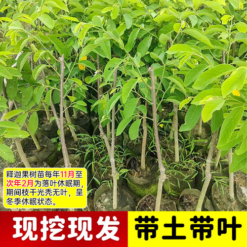 凤梨释迦果树苗嫁接榴莲甜水果苗树盆栽牛奶番荔枝果树苗四季种植 - 图1