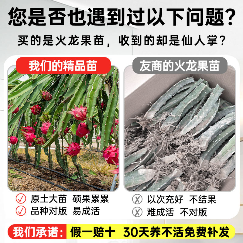 广西火龙果树果苗红心金都一号高产果大当年挂果阳台盆栽红肉纯甜 - 图0