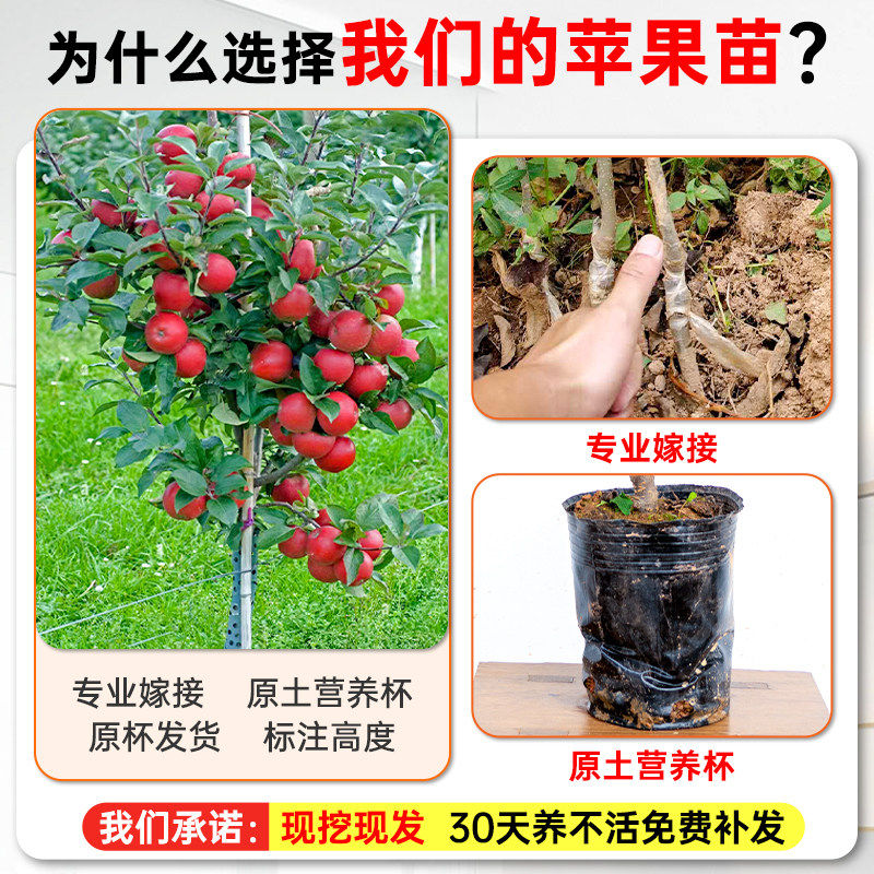 正宗苹果树苗当年结果盆栽地栽庭院南方北方种植高产大果带土带叶