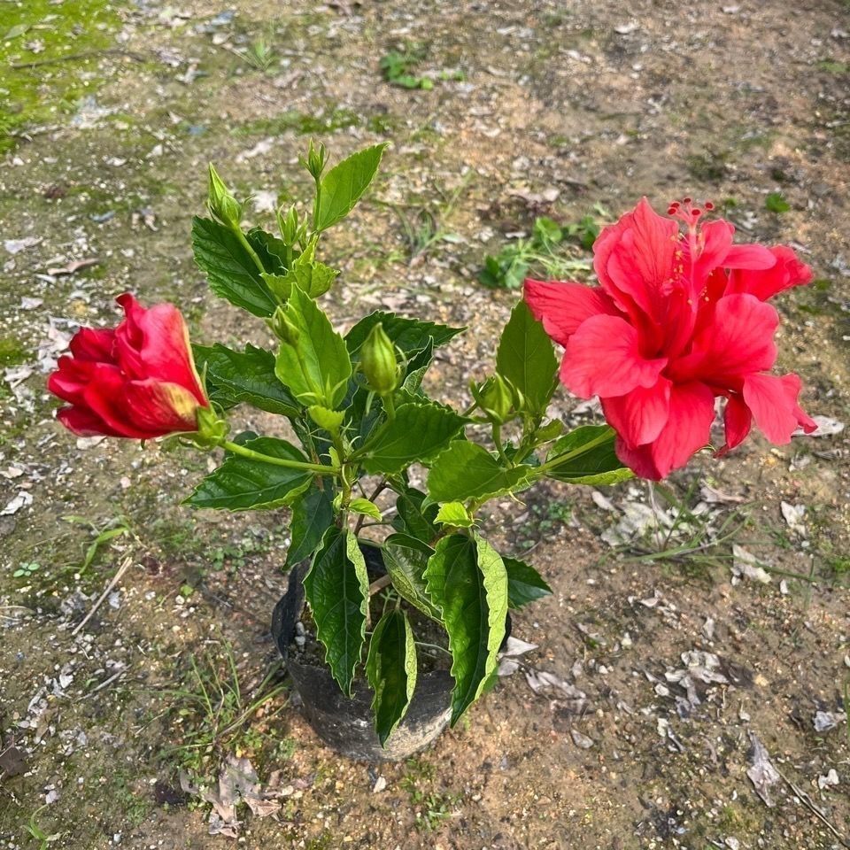 扶桑花重瓣四季大红花苗桑叶牡丹木槿朱槿盆栽植物室内阳台花卉-图1