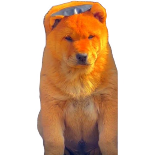 纯种中华田园犬广西土猎犬大头虎斑打猎犬活体幼犬土狗串串狗包邮 - 图3