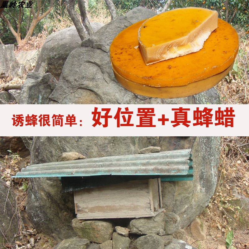 中蜂蜜蜂群土蜂养殖中蜂蜡诱蜂水诱蜂神器蜡块野外诱土蜂桶诱蜂药 - 图2