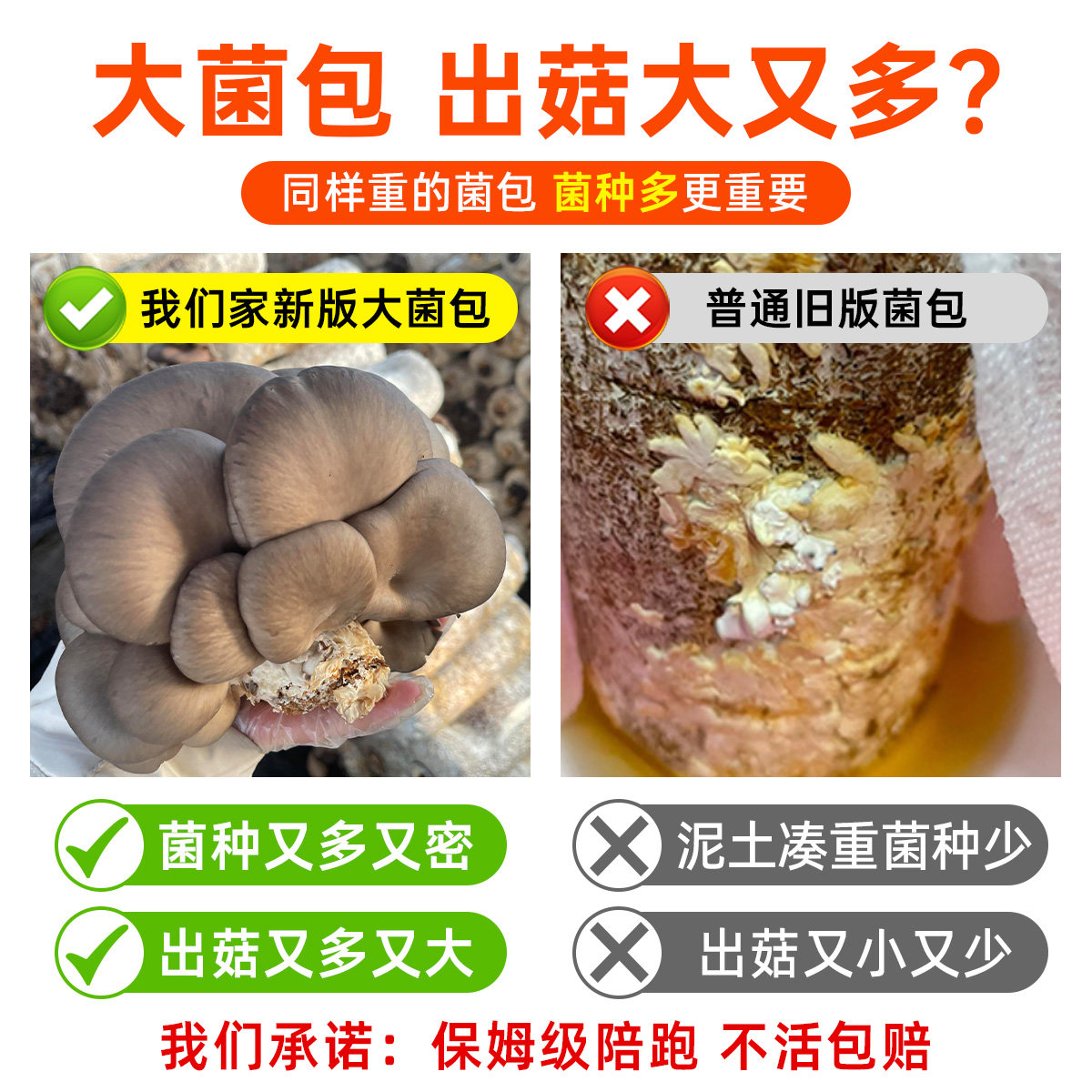 新鲜蘑菇种植菌包家庭食用儿童黑平菇香菇袋装大包自种菌棒小盆栽,淘宝优惠券,粉丝福利购,淘宝优惠卷