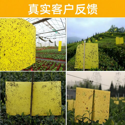 黄板双面粘虫板蓟马纸贴飞虫小黑飞果园盆栽沾果蝇诱捕粘虫板大棚 - 图2