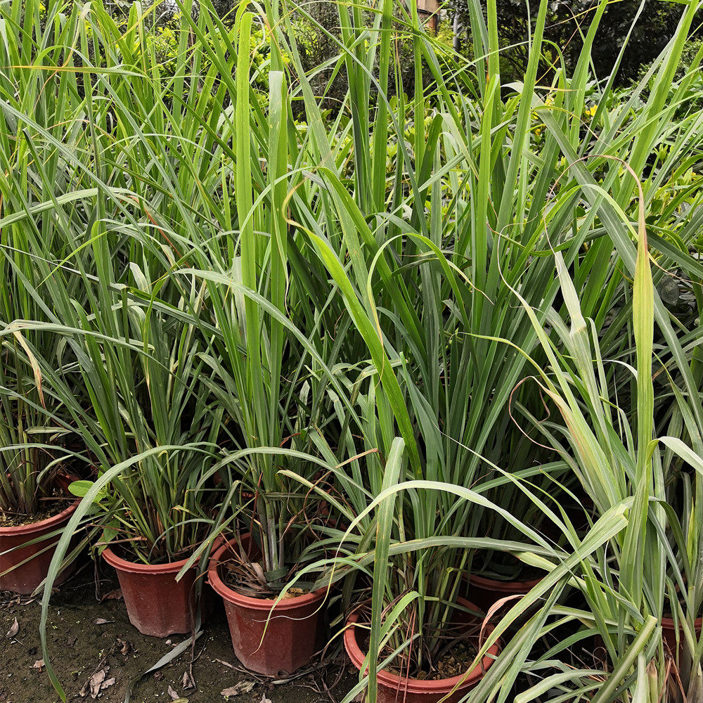 柠檬草盆栽 香茅柠檬草苗 香茅草苗 盆栽冬阴功香茅香料植物盆栽 - 图1