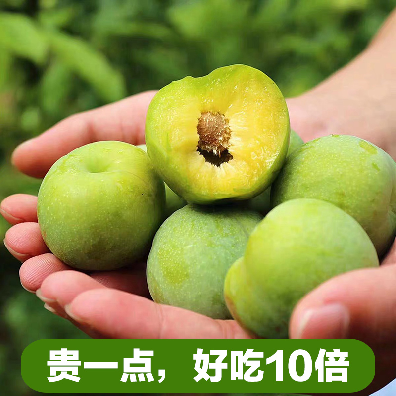 晨洁旗舰店四川茂县汶川青脆李空心脱骨脆李子新鲜脆甜孕妇水果5斤顺丰包邮0