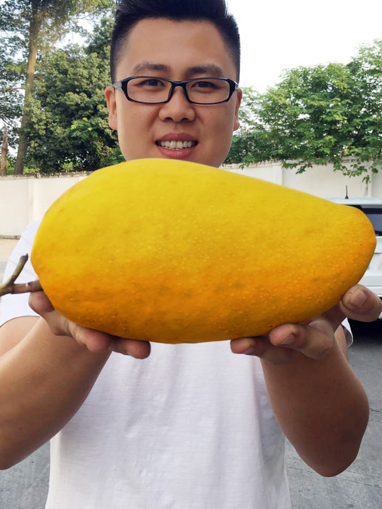 晨洁旗舰店海南金煌芒 黄皮中大芒果水仙大果三亚9斤新鲜包邮101