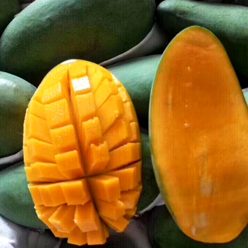 晨洁旗舰店泰芒新鲜水果包邮10斤大青芒果当季水果芒果现摘现发特大芒果1